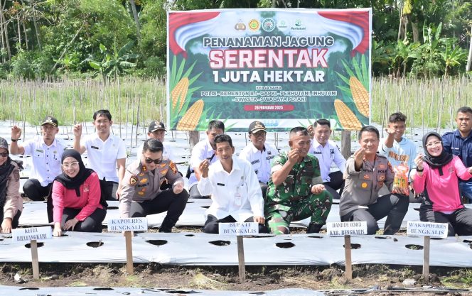 
 📸 Bupati Bengkalis siwakili  Staf Ahli Bupati Bengkalis, Johansyah Syafri menghadiri acara Panen Jagung Serentak.