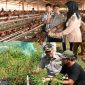 Wabup Bengkalis Bagus Santoso memantau produksi telur dan cabai untuk memperkuat kemandirian pangan lokal.