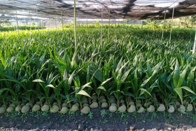 
 📸 Bibit Kelapa.