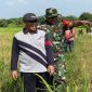 Teks foto : Wakil Bupati Bengkalis, H Bagus Santoso saat lawatan bertemu petani padi di Desa Lubuk Gaung, Kecamatan Siak Kecil, Kabupaten Bengkalis.