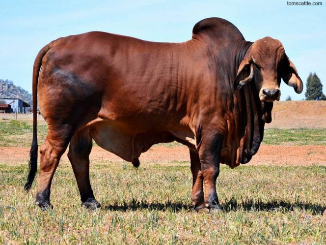 
 ? Jenis Sapi Brahman.