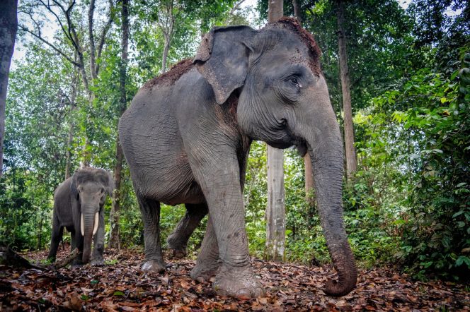 
 Gajah 