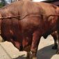 Sapi Kurban Presiden untuk Riau.