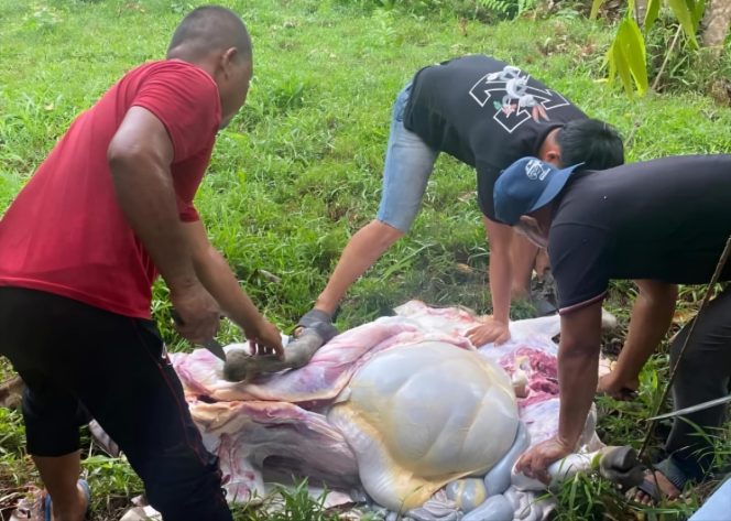 
 📸 Dinkes Bengkalis Sembelih Tiga Sapi Kurban di Hari Raya Iduladha 1446 H.