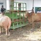Presiden Prabowo serahkan sapi kurban Bengkalis