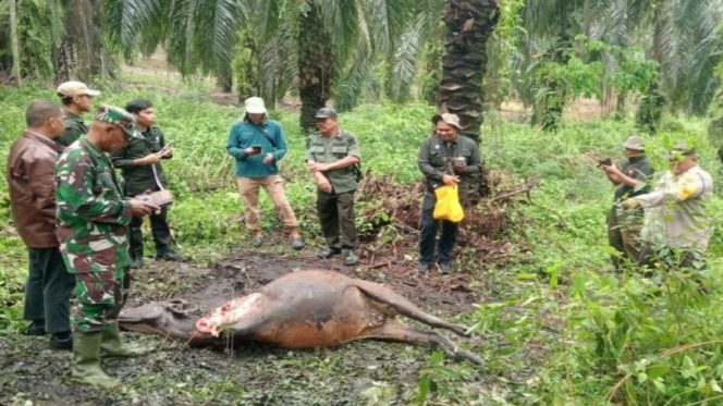 
 📸 BBKSDA Riau menurunkan tim mitigasi ke lokasi.