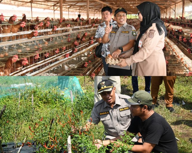 
 📸 Wakil Bupati Bengkalis meninjau peternakan ayam dan lahan cabai bersama jajaran pejabat di Kecamatan Bantan.