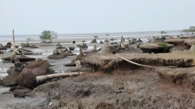 
 📸 Garis pantai di Pulau Bengkalis, tampak tergerus abrasi.