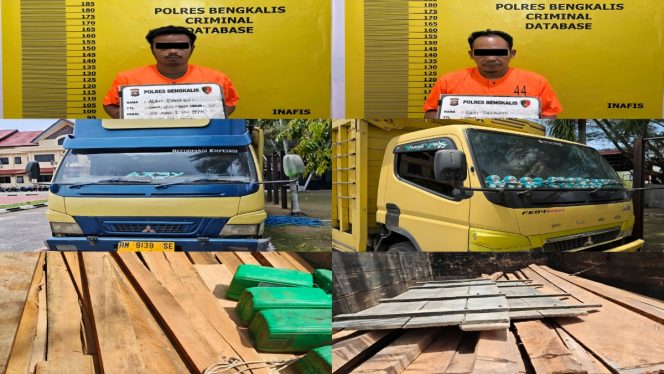 
 📸 Polres Bengkalis mengamankan dua pelaku dan menyita dua truk bermuatan kayu olahan yang diduga berasal dari pembalakan liar di Kecamatan Siak Kecil, Bengkalis.