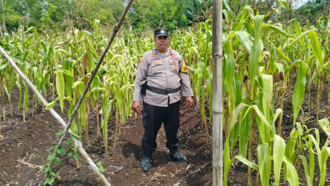 
 📸 Ps. Kapolsek Bantan IPTU Muhammad Iskandar meninjau tanaman jagung pipil program ketahanan pangan di Desa Sukamaju.
