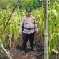 Kapolsek Bantan memeriksa tanaman jagung pipil di lahan ketahanan pangan Desa Sukamaju, Bengkalis.