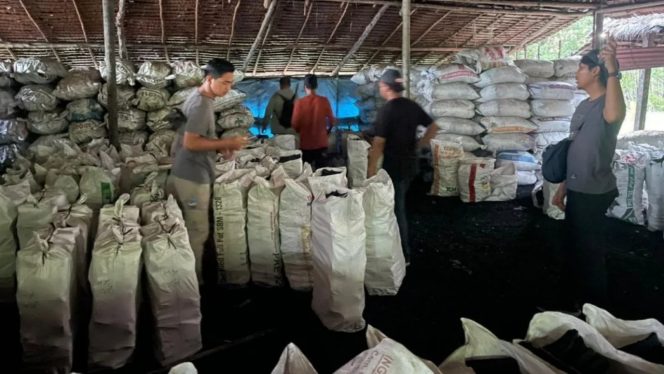 
 📸 Polisi menyita lebih dari 100 ton arang mangrove ilegal.