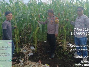 📸 Bhabinkamtibmas Desa Senggoro bersama kelompok tani merawat tanaman jagung di lahan BUMDES Dara Sembilan, Bengkalis.