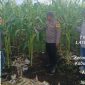 📸 Bhabinkamtibmas Desa Senggoro bersama kelompok tani merawat tanaman jagung di lahan BUMDES Dara Sembilan, Bengkalis.