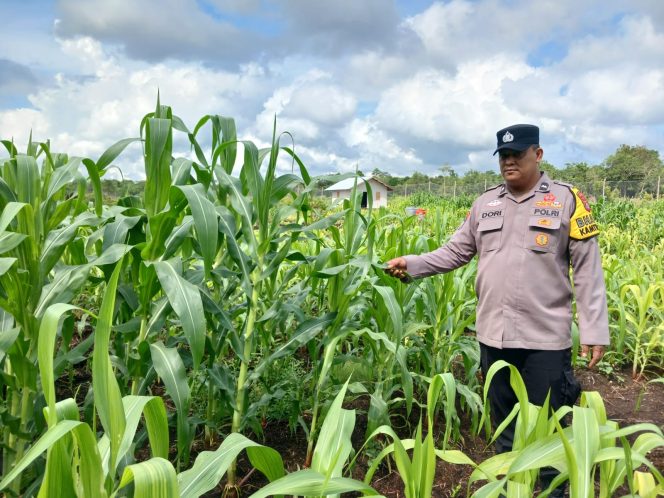 
 Kapolsek Bengkalis saat memantau perkebunan jagung di Desa Sungai Batang